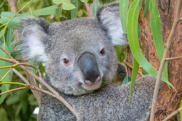 A koala perched in a eucalyptus tree, Australia: A quintessential Australian scene, where the...