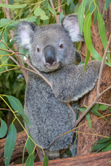 A koala perched in a eucalyptus tree, Australia: A quintessential Australian scene, where the iconic marsupial peacefully rests amidst its native habitat, embodying the charm of Australian wildlife. 