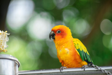  jungle parrots.Low angle view of birds perching on tree,Close-up of hand with parrot,Close-up of parrot against fence at zoo