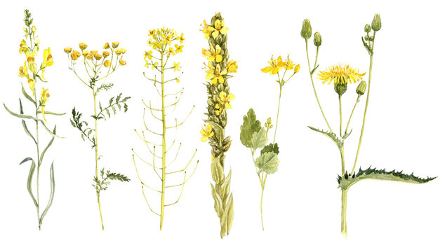 watercolor drawing summer plants, yellow flowers isolated at white background, natural elements, hand drawn botanical illustration