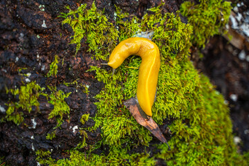 Close-up of Banana slug (Ariolimax columbianus) 