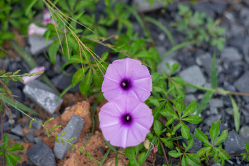 Convolvulaceae grows on the upper parts of beaches and is tolerant of salty air. Convolvulaceae is...