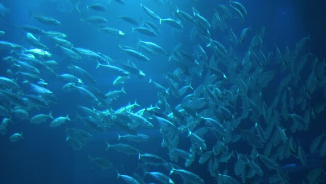 School of Fish Swimming Together