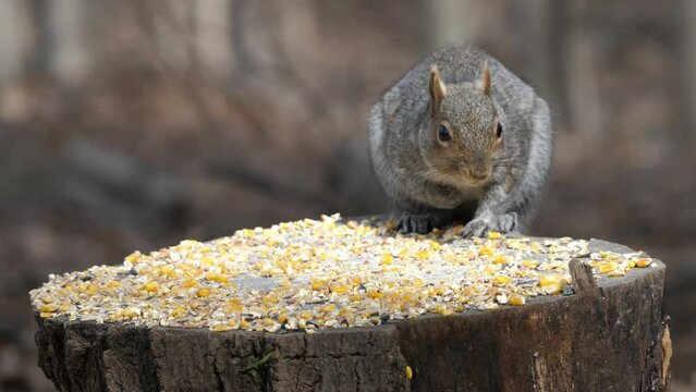 Birdfeeder 0344 Squirrel West Sand Lake