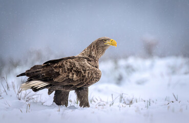 White tailed eagle ( Haliaeetus albicilla) - 743451597