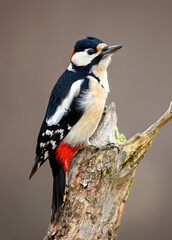 Great Spotted Woodpecker ( Dendrocopos major ) - 743451719