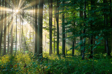 Sunny morning in the forest