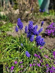 Obraz premium lavender flowers in the garden