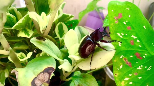 The rhinoceros beetle tries to spread its wings but fails to fly