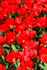 red tulips in the garden