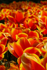 red and yellow tulips