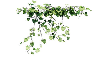 Plant and flower vine green ivy leaves tropic hanging, climbing isolated on transparent background.