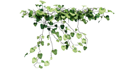 Plant and flower vine green ivy leaves tropic hanging, climbing isolated on transparent background.