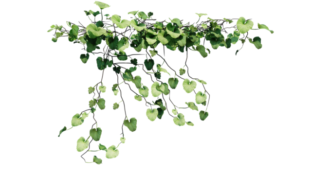 Plant and flower vine green ivy leaves tropic hanging, climbing isolated on transparent background.