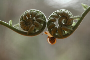 Little Snail (Bradybaena similaris) in unique plants