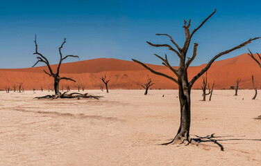 Landscape from Deadvlei, Sossusvlei desert with dead Camelthorn Trees against red dunes and blue sky in Namib-Naukluft National Park, Namibia - Africa