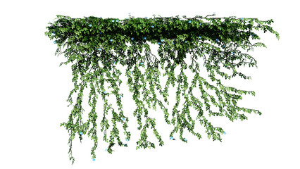 Plant and flower vine green ivy leaves tropic hanging, climbing isolated on transparent background. © Nawaphon