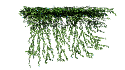 Plant and flower vine green ivy leaves tropic hanging, climbing isolated on transparent background.