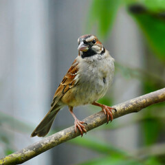 Cute Sparrow On A  Branch
