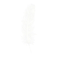 Feather, isolated on transparent png. White soft feathers, bird plumage isolated on transparent background. Flying fluffy quills of angel, goose, swan or dove.