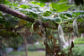 Benincasa hispida needs heat to grow, but  Benincasa hispida fruit is tolerant of low temperatures and  Benincasa hispida can be kept through the winter without spoiling,
