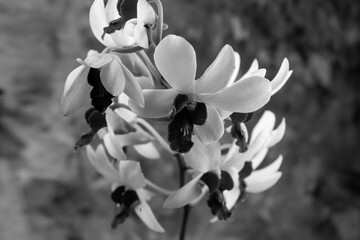 black and white orchid flowers, Dendrobium orchid abstract background