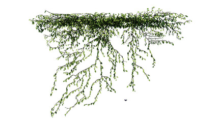Plant and flower vine green ivy leaves tropic hanging, climbing isolated on transparent background. © Nawaphon
