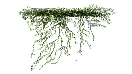 Plant and flower vine green ivy leaves tropic hanging, climbing isolated on transparent background.
