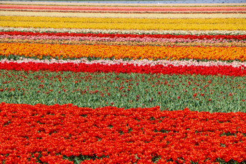 Fototapeta na wymiar Filed of colorful tulips 