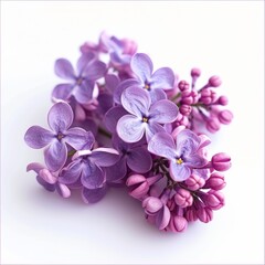 Small purple lilac flowers isolated on white background