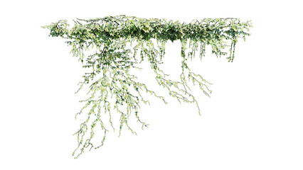 Plant and flower vine green ivy leaves tropic hanging, climbing isolated on transparent background.