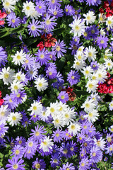 flowers background