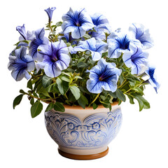 Blue Petunia Flowers in Pot Isolated on Transparent Background