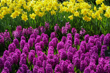 hyacinth in the spring 