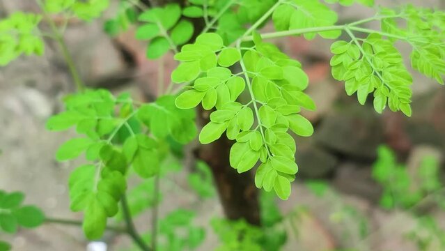 Moringa oleifera is a fast growing, drought resistant tree of the family Moringaceae, native to the Indian subcontinent and used extensively in South and Southeast Asia.