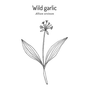 Wild leek, bear garlic (Allium ursinum), or ramsons, buckrams, medicinal plant