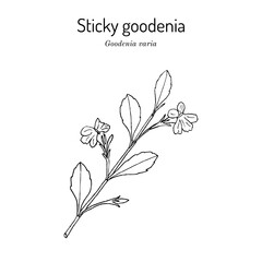 Sticky goodenia (Goodenia varia), medicinal plant