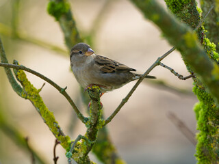 Haussperling, Passer domesticus.