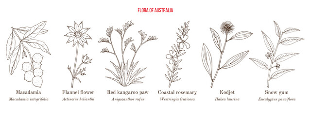Flora of Australia, collection on native australian plants - obrazy, fototapety, plakaty