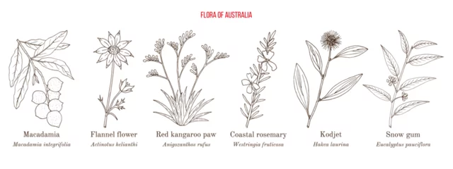 Foto op Canvas Flora of Australia, collection on native australian plants © foxyliam