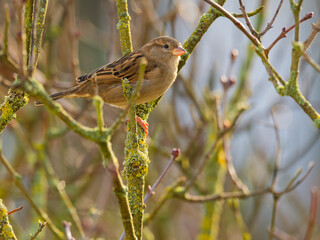 Haussperling, Passer domesticus.