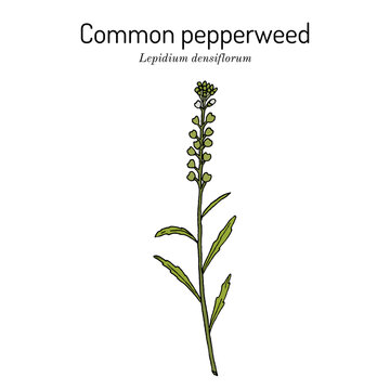 Common pepperweed (Lepidium densiflorum), edible and medicinal plant
