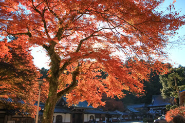 神奈川県南足柄市にある地蔵堂。地蔵簿猿が納められた厨子を囲む紅葉。