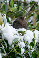 Amsel oder Schwarzdrossel, Turdus merula