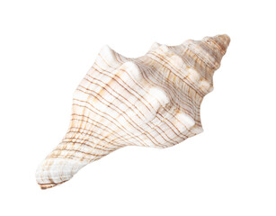 Sea shell isolated on white background. Close-up