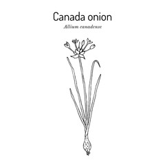 Canada onion, or meadow garlic (Psoralea glandulosa), edible and medicinal plant
