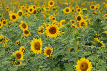 Obraz premium sunflowers in the field