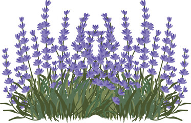lavender field hand drawn clipart vector illustration for decorate invitation greeting birthday party celebration wedding card poster banner textile wallpaper paper wrap background © Nanzie Studio