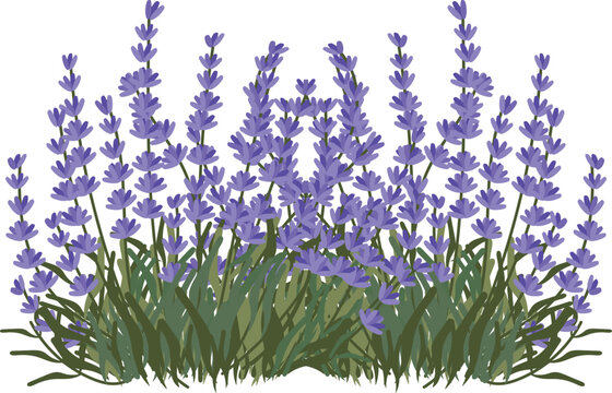 lavender field hand drawn clipart vector illustration for decorate invitation greeting birthday party celebration wedding card poster banner textile wallpaper paper wrap background
