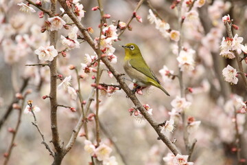 梅の木で虫を捕まえるメジロ